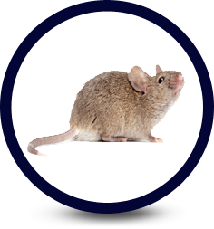 How does a person get Hantavirus Pulmonary Syndrome (HPS)?
Rodents are known reservoirs of Hantaviruses, and other small mammals can be infected as well.  In Arizona, DEER MICE (Peromyscus spp.) are the implicated reservoir for a strain of HANTA pathogenic to humans.  Deer mice are common throughout the state.  Although current evidence indicates that the rodents harboring Hantavirus are most prevalent in rural settings, suburban or urban areas cannot be excluded as potentially affected.  Exposure is believed to result from inhalation, biting, excreted in the urine, droppings or saliva of infected rodents, inoculation into broken skin.  A person is infected by breathing in viral particles released into the air when infected rodents, their nests or their droppings are disturbed.  This can happen when a person is handling rodents, disturbing their nests or burrows, cleaning buildings where rodents have been, or working outdoors.  The virus will die quickly when exposed to sunlight.  No evidence of person-to-person spread of the virus exists in the United States.  Persons have been infected after only a few minutes exposure to lab mice infected with a similar virus.  Symptoms begin one to six weeks after inhaling the virus & typically start with 3-5 days of 'flu-like' illness including fever, sore muscles, headaches, nausea, vomiting, & fatigue.  As the disease gets worse, it causes shortness of breath due to fluid filled lungs.  Hospital care is usually required.  It is a serious disease & about 1out of three people with Hanta virus dies.
